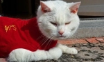 Котка след стерилизация, грижи какво да правя